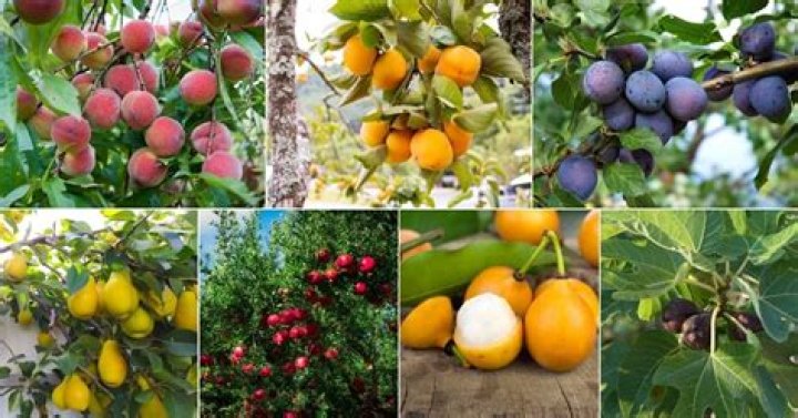 What fruit trees grow in St George Utah?