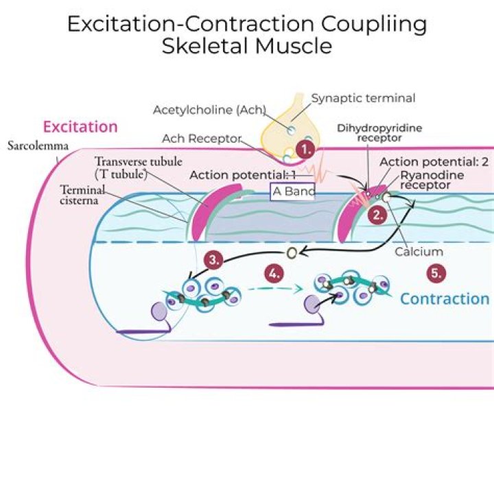 What is excitation contraction coupling in skeletal muscle?