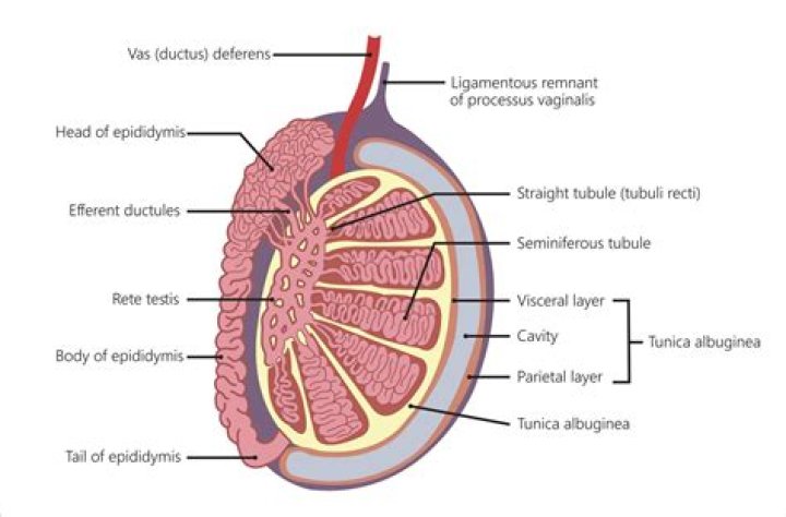 What is tunica albuginea in ovary?