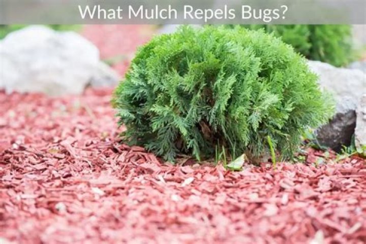 What type of mulch repels bugs?