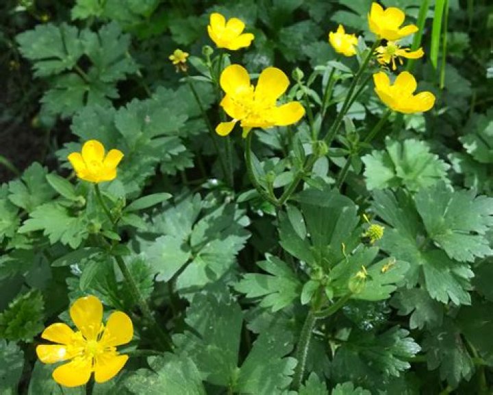 What will kill buttercups?