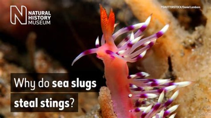 Where does a sea slug live?
