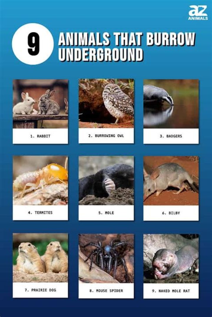 Which animal lives in a burrow?