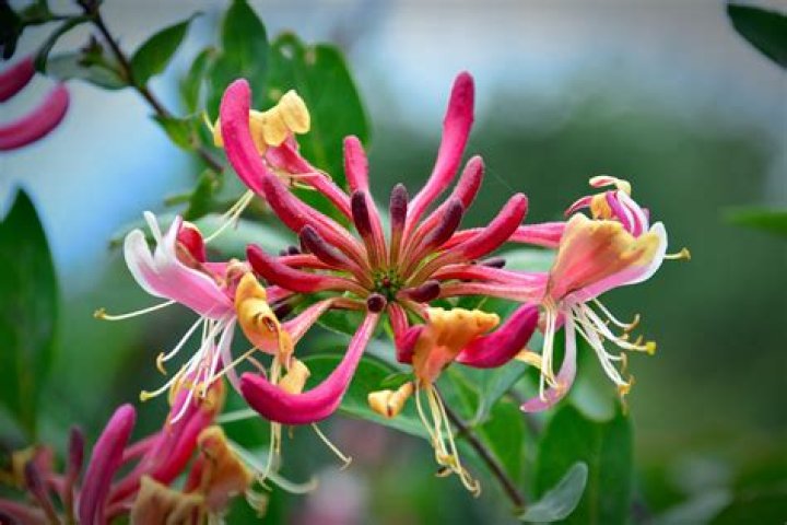 Which honeysuckle is the most fragrant?