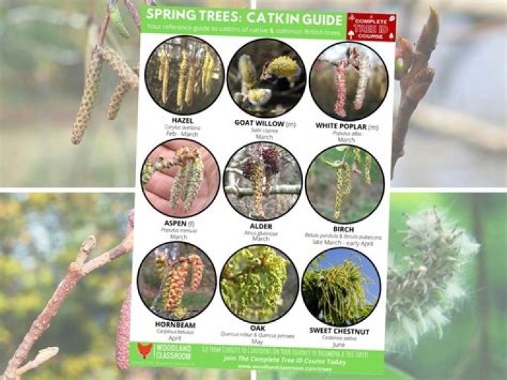 Which trees have catkins?