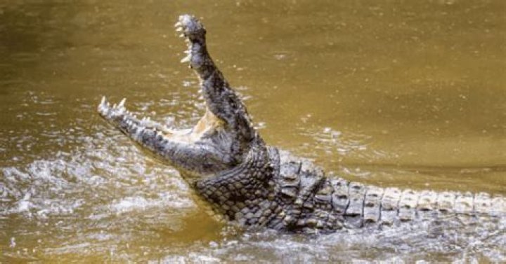 
Who Was Nancy Becker From South Carolina? 88 Years Old Woman Was Killed In Alligator Attack 