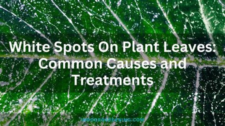 Why are there white spots on my pumpkin leaves?