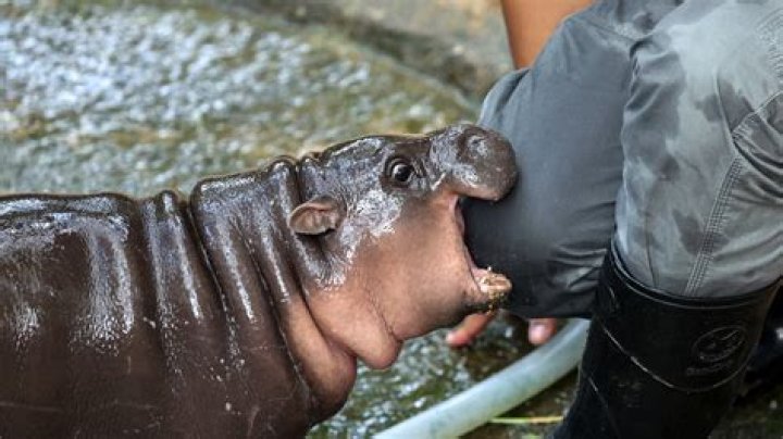Why do hippos shake their tails when pooping?