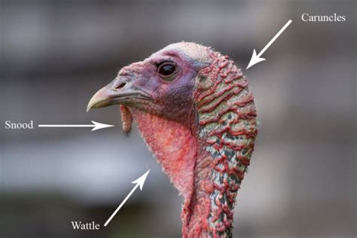 Why does my turkey still look pink?