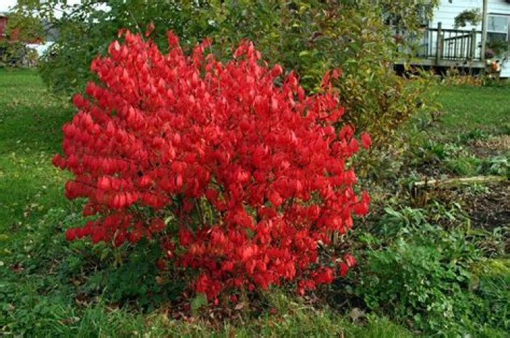 Why is my burning bush turning red in the summer?